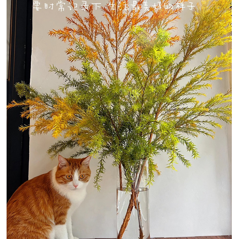 云南千层金鲜切水培植物家庭插花客厅卧室餐桌落地水养植物摆件