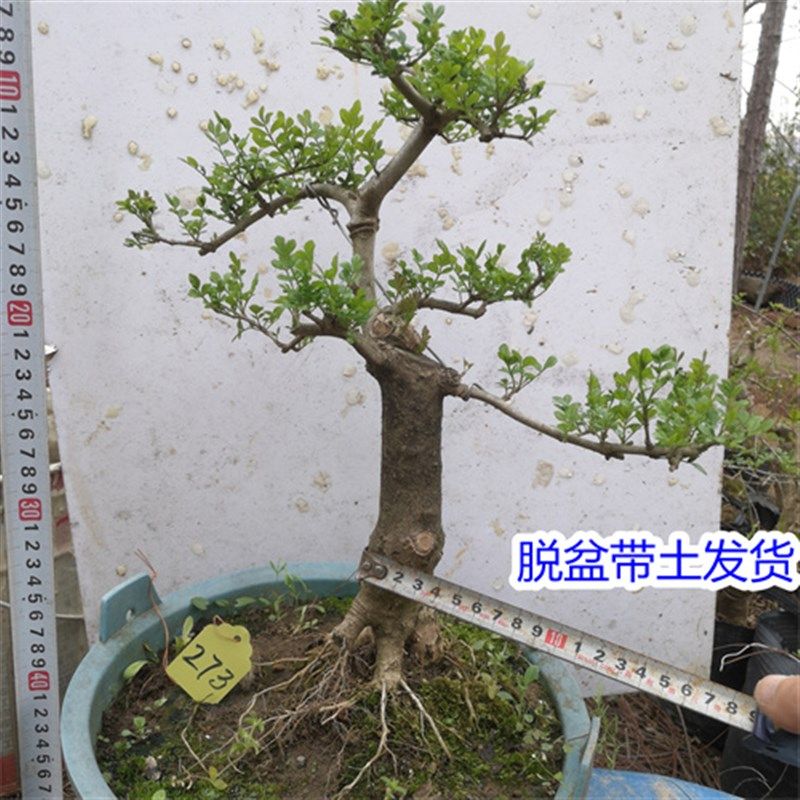 对节白蜡小盆景 微型盆景素材树苗 对接白蜡树桩盆景 子播苗包邮
