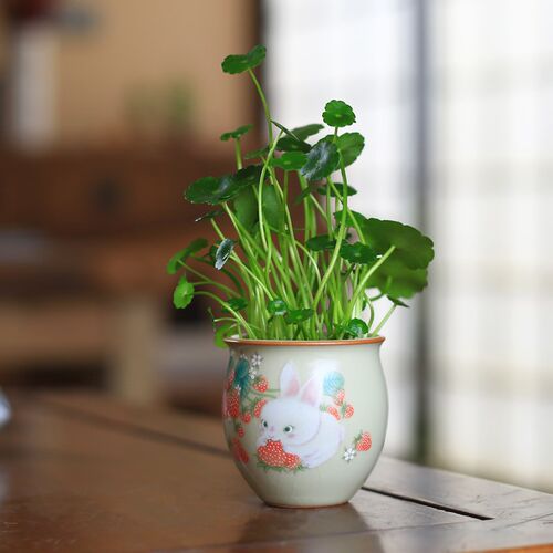 铜钱草水培植物室内花卉盆栽花盆桌面水栽绿植办公桌可爱小摆件