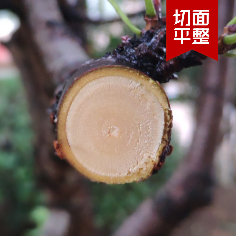 易园一体式电动修枝剪刀果树剪刀剪枝神器省力无线充电式强力粗枝图片