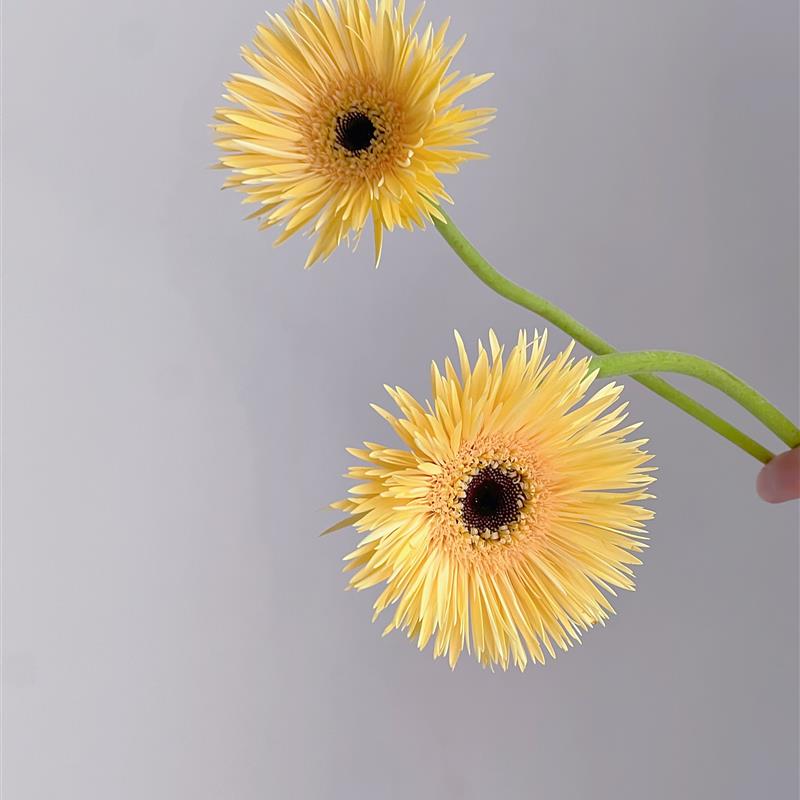 香槟色小太阳拉丝非洲菊扶郎花鲜花云南昆明直发花期长礼物真花