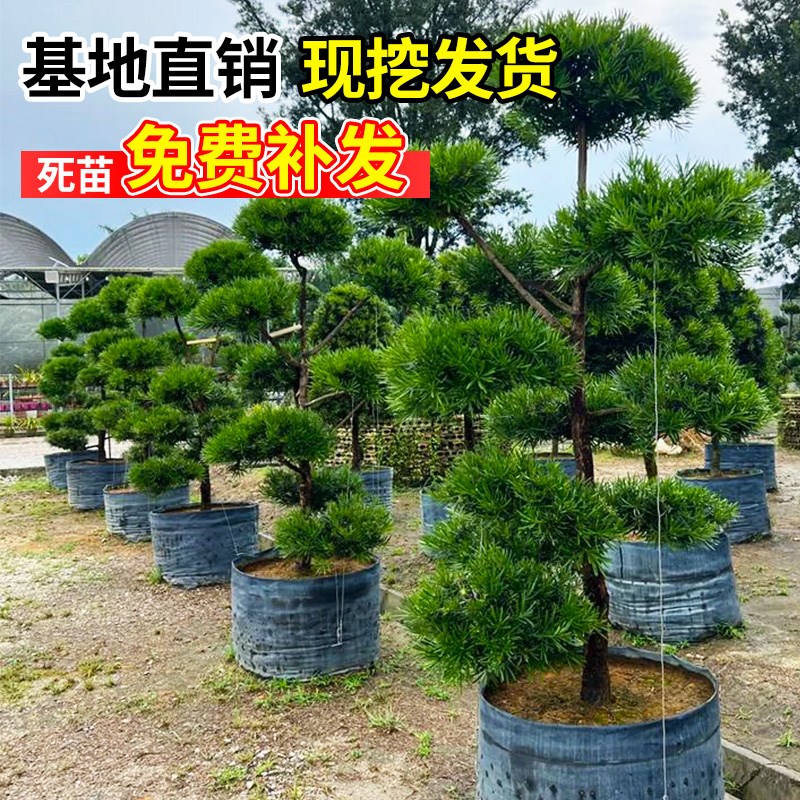 正宗罗汉松树苗盆景小叶雀舌四季常青庭院别墅地栽名贵大树造型树