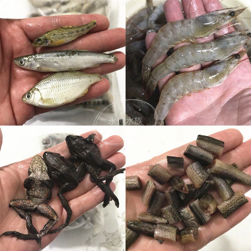 新鲜冻虾鱼饲料 去头尾虾段虾仁泥鳅段麦穗鱼小河虾红虫观赏鱼食