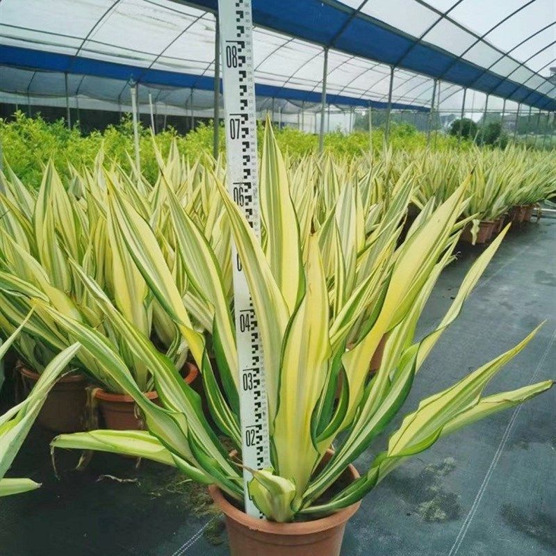 金边万年麻大盆栽室外庭院暴晒耐旱绿植龙舌兰科花镜观叶阳台植物