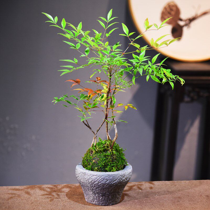 火焰南天竹苔玉球盆栽室内书房茶室办公桌面观赏组合艺术盆景礼品