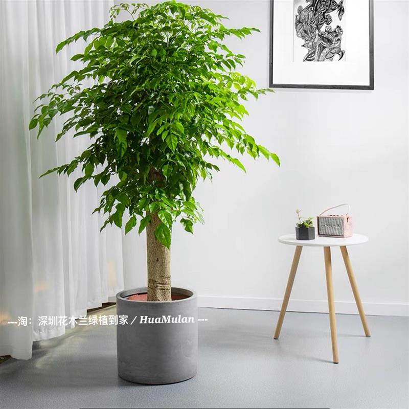 幸福树大型单杆绿宝幸福树富贵树喜阳阳台露台室外耐晒植物深圳市
