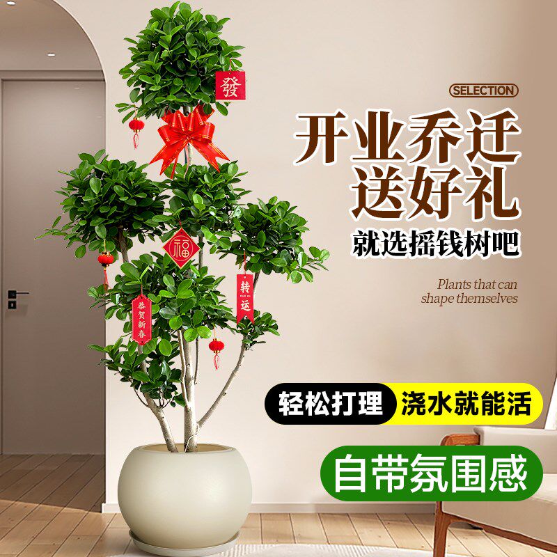 摇钱树盆栽金钱榕办公室大型发财树乔迁之喜室内客厅绿植招财榕树