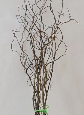 龙柳花家庭客厅场所摆设艺术造型装饰摄影背景干树枝云南直发鲜枝