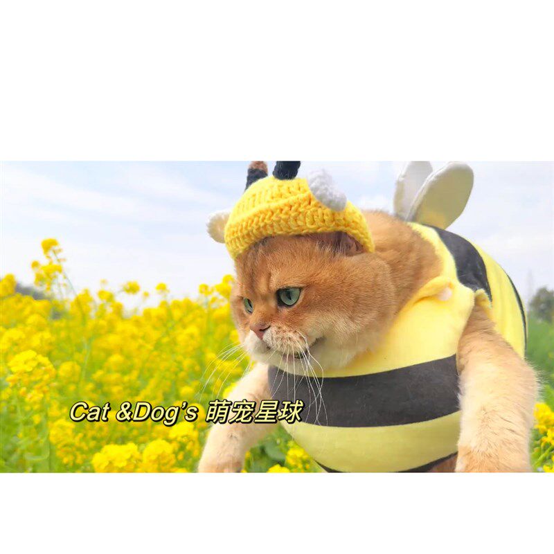 金三柜猫咪蜜蜂衣服蜜蜂帽子头套春天变装COS针织搞笑帽金渐层猫