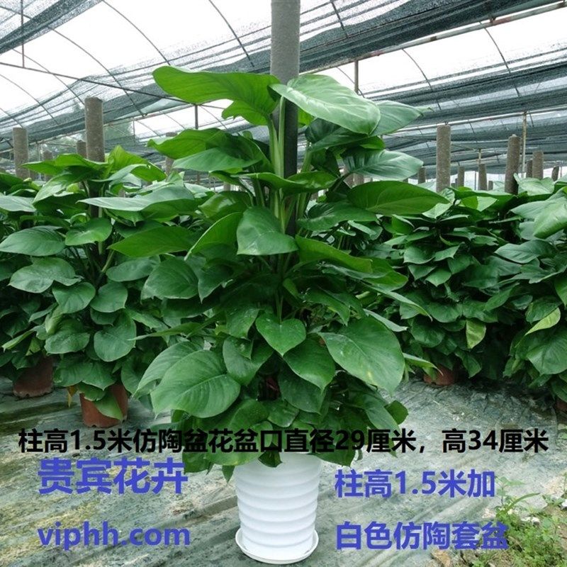 大叶绿萝立柱绿萝包邮大型室内植物常青盆栽绿植养眼环保净化空气