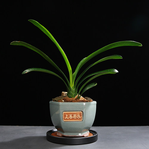 哥窑陶瓷花盆器大号蝴蝶兰专用创意绿植盆栽多肉紫砂桌面菖蒲吊兰