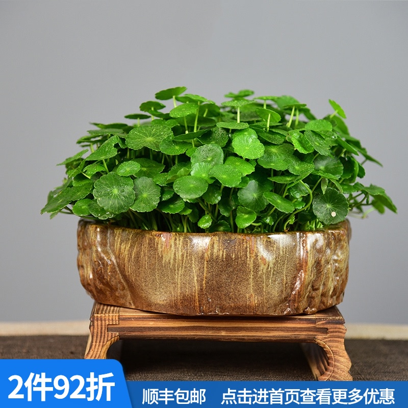 铜钱草水培植物金钱大叶子水养盆栽创意四季好养客厅室内绿植花卉