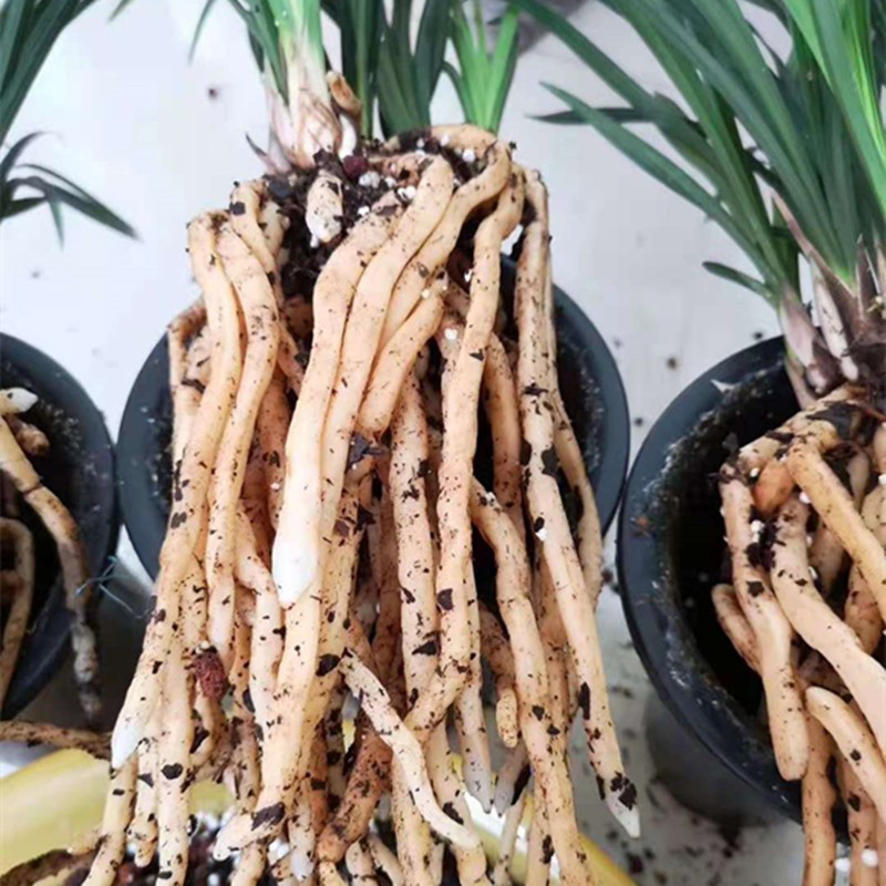 大理肖氏诱生高端云南兰花植料含松筋精品营养土包邮送护茎土