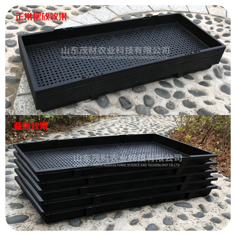 芽苗菜种植盘 加厚育苗盘豌豆苗小麦草育苗托盘58x25x3.5 300克