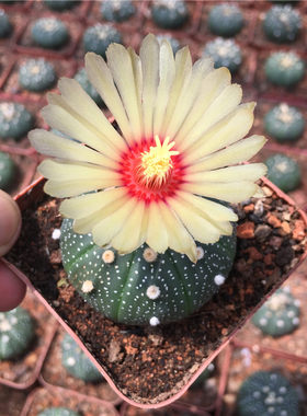 新款客厅阳台多肉植物星兜实生无刺仙人球趣味易养会开花绿植盆栽