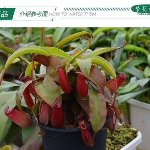 红宝石猪笼草【玛丽全红笼子食人花大型绿植桌面吊篮盆栽】