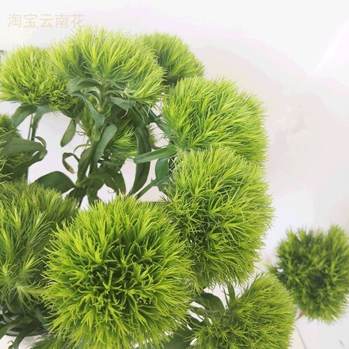 绿毛球云南鲜花束绿石竹球客厅装饰背景自然简约水养清新拍摄道具