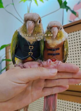虎皮牡丹玄凤鹦鹉鸟衣服小背心皮衣小马甲衣服