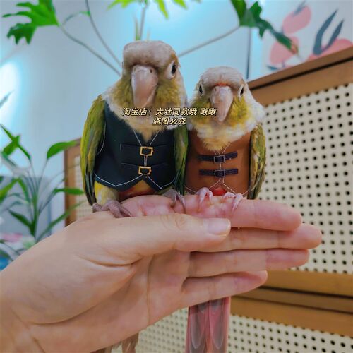 虎皮牡丹玄凤鹦鹉鸟衣服小背心皮衣小马甲衣服