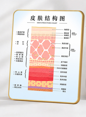 高清皮肤结构图美业门店摆件美容院前台轻奢金边装饰摆件