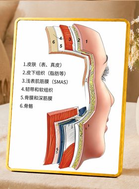 医美面部层次解剖结构图摆件美容诊所抗衰科普展示装饰摆台