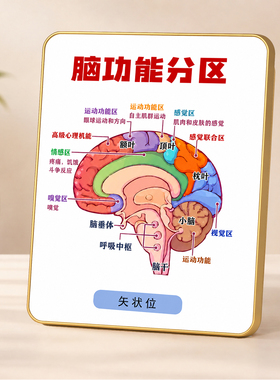 脑功能分区知识科普装饰摆台诊所书房办公桌医学风装饰摆件