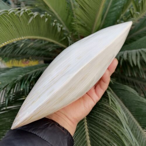 超大天然光亮炫彩双面珍珠贝蚌壳创意家居收藏橱窗拍摄道具摆件