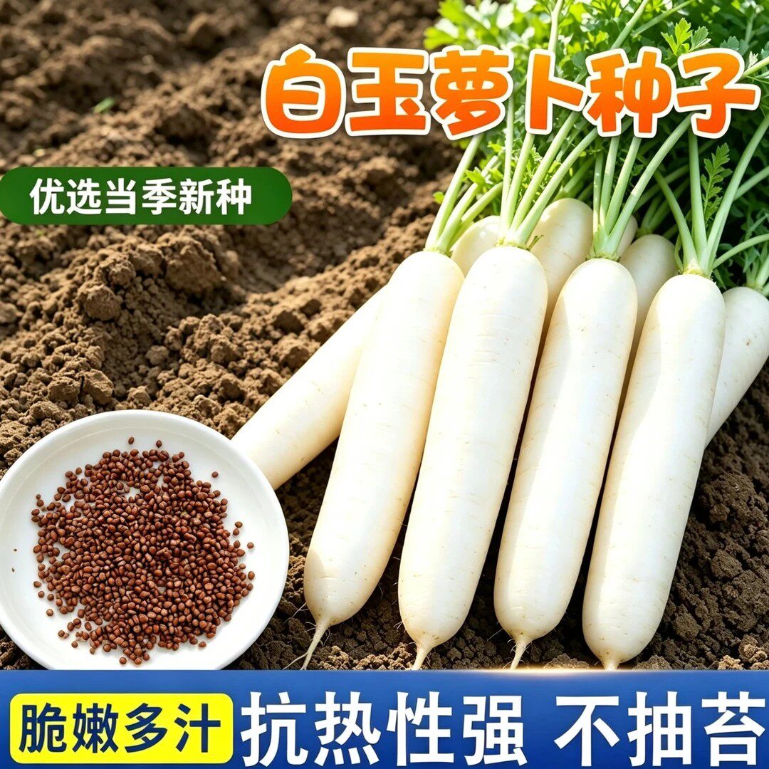 【下单立减50】夏季耐热白萝卜种子夏播早熟白萝卜种籽蔬菜_JK
