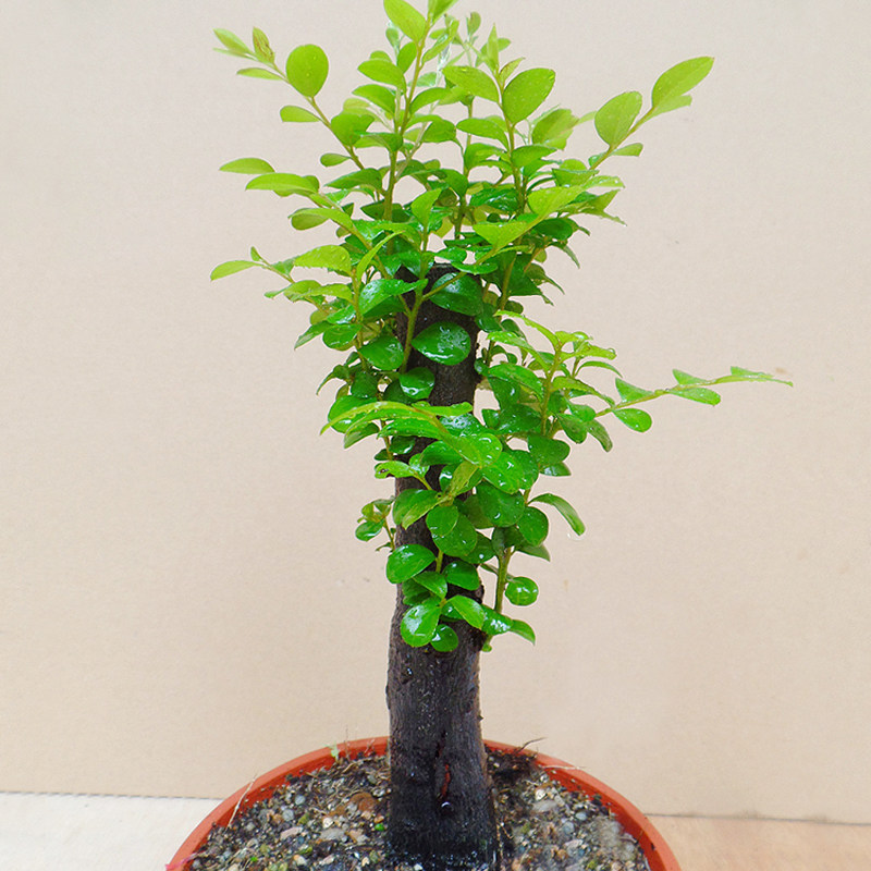 名贵小叶紫檀盆景树苗室内植物办公室绿植四季常青客厅盆栽包邮