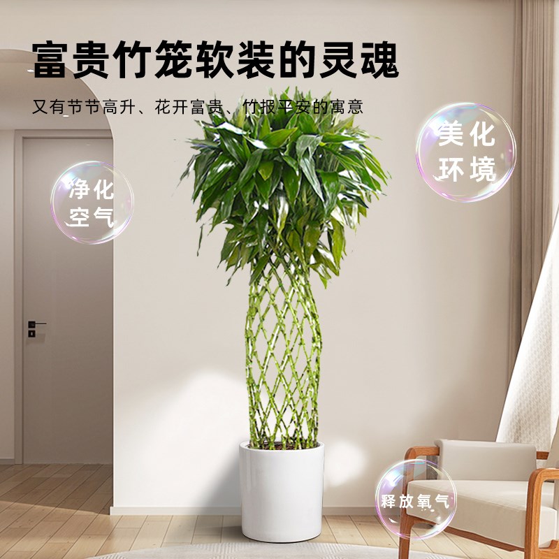 富贵竹笼客厅大盆栽大型绿植物竹编新房办公室旺宅室内观音竹土培