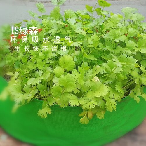 阳台种菜神器盆家庭蔬菜种植箱天台楼顶种菜箱特大菜园种菜种植盆