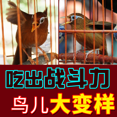 香港百强画眉鸟食饲料鸟食料斗唱雀鸟粮提性壮膘营养鸟粮助换毛料