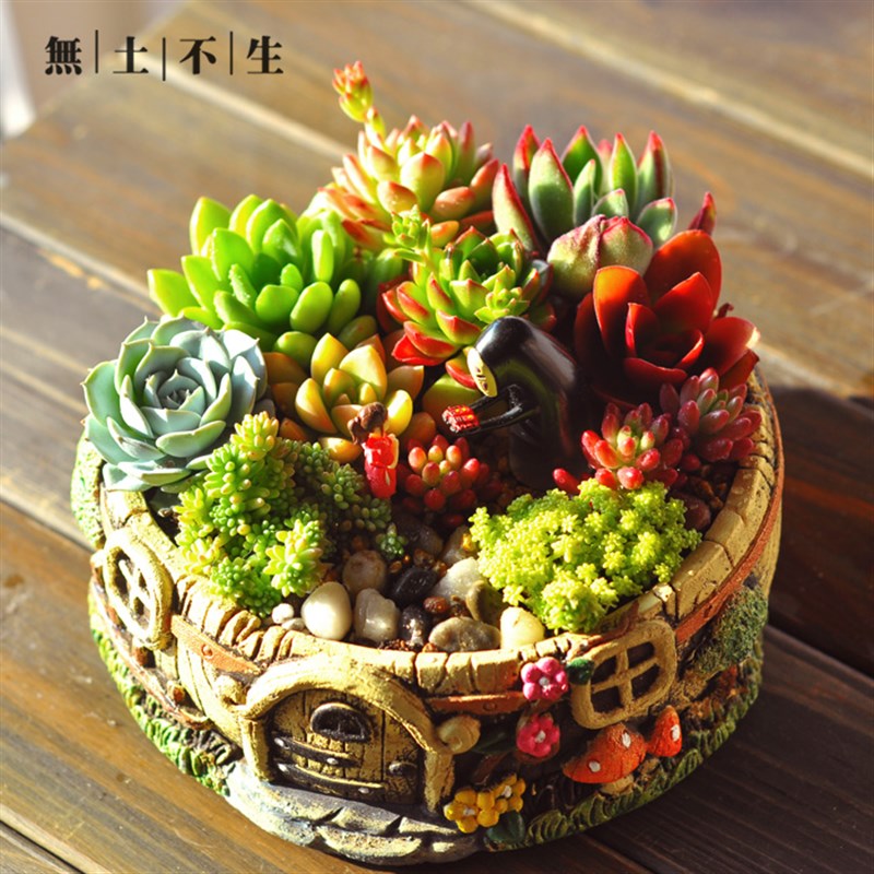 多肉植物组合小盆栽带盆套餐大颗好养母亲节礼物桌面创意小盆景
