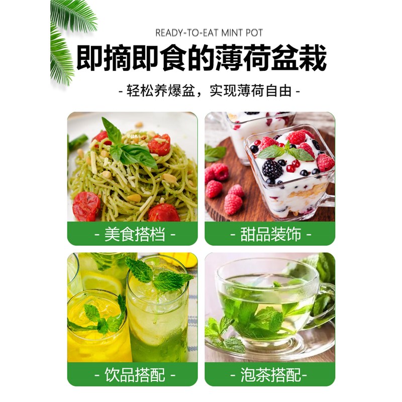 驱蚊水培植物薄荷盆栽可食用好养柠檬猫薄荷叶花卉室内绿植迷迭香