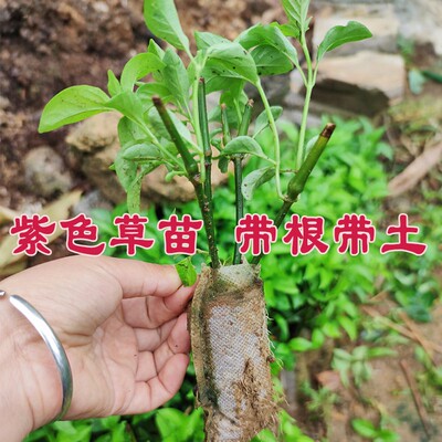 紫色草苗红蓝草带根带土苗包种活盆栽染饭花广西五色糯米饭紫蓝草
