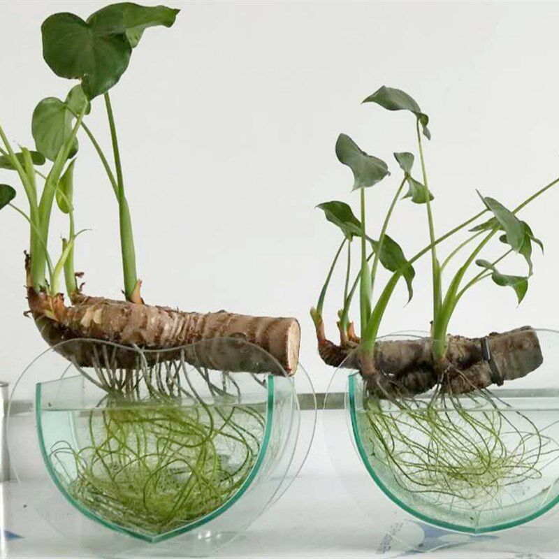 奇趣植物千手观音小叶滴水观音盆景桌面水培土培室内盆栽净化空气