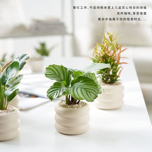 发财树盆栽白掌富贵竹室内客厅办公室四季好养创意绿植物净化空气
