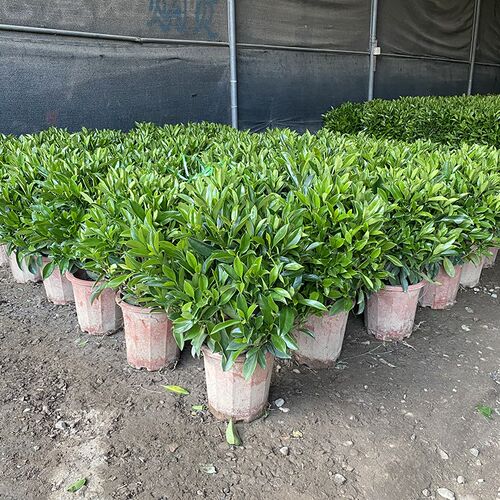 非洲茉莉盆栽客厅大型植物净化空气阳台庭院耐热好养绿植四季常青