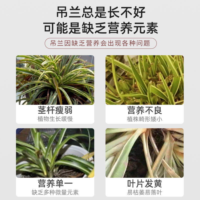 金边吊兰专用营养液花肥水培金鱼吊兰专用肥料黄叶焦尖液体水溶肥