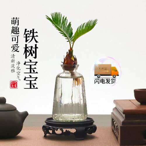 水培植物铁树小盆栽办公室内苏铁桌面好养易活绿植盆景一帆风顺