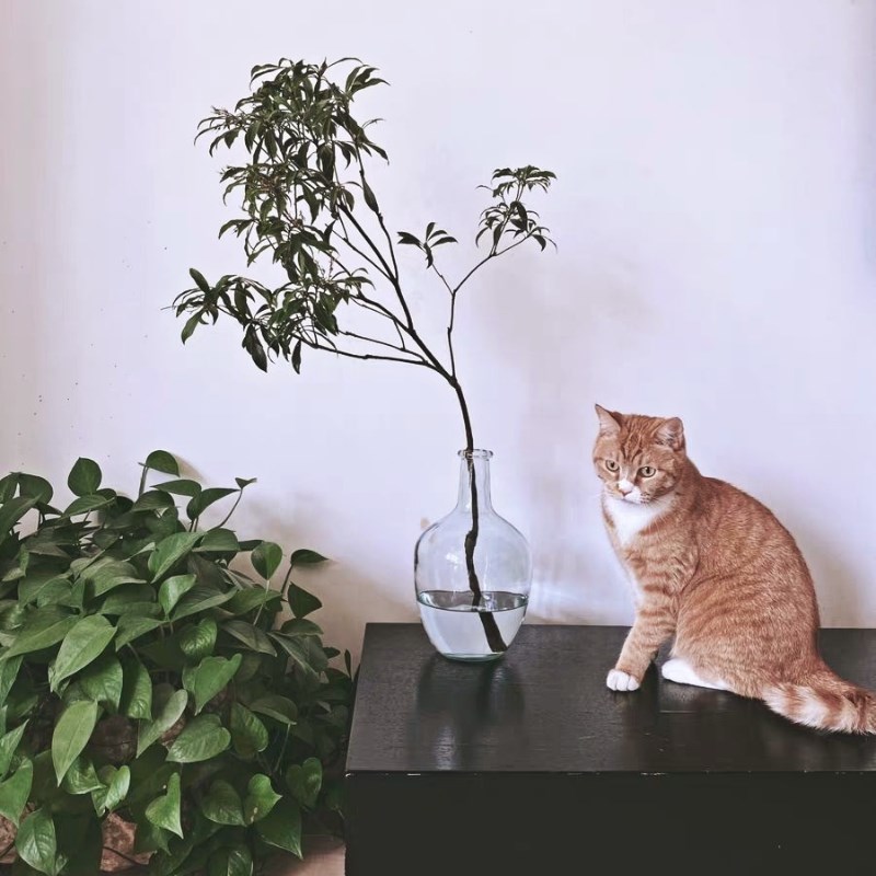 透明玻璃摆件大肚花瓶客厅落地圆肚小口径插花水养马醉木水培吊钟图片