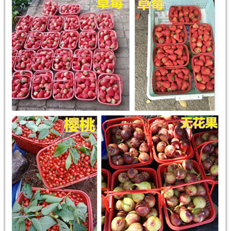 草莓采摘篮子塑料红色手提水果筐子杨梅篮樱桃桑葚塑料篮包邮