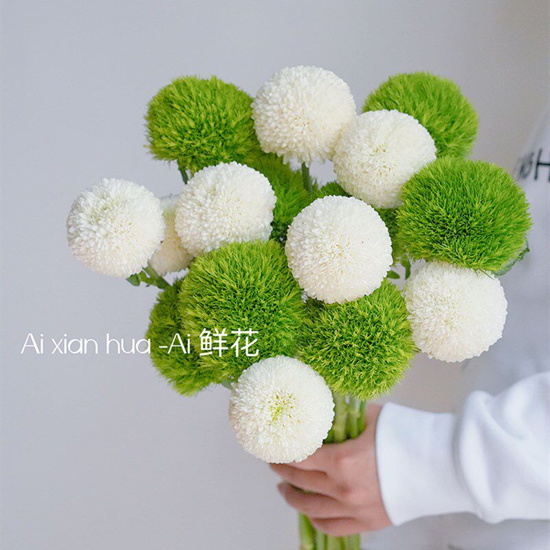 清爽治愈系绿色绿毛球鲜花白色乒乓菊混搭插花绿石竹鲜切云南直发