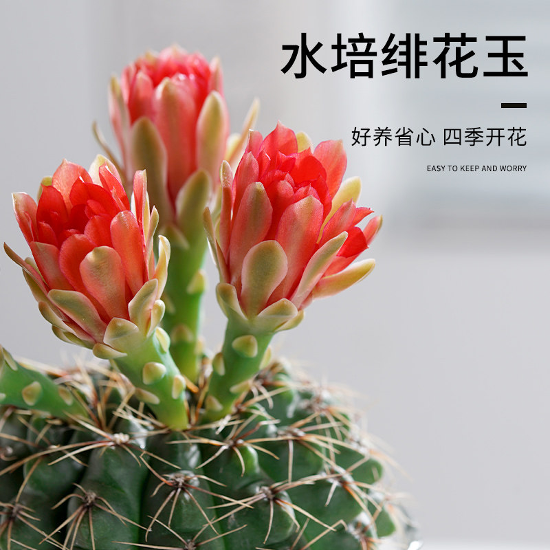 绯花玉水培植物仙人球盆栽开花懒人好养多肉花卉室内阳台办公室花图片