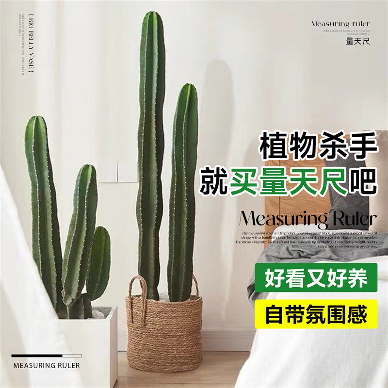 量天尺仙人柱盆栽大型绿植室内客厅网红仙人掌落地大号多肉禄植物