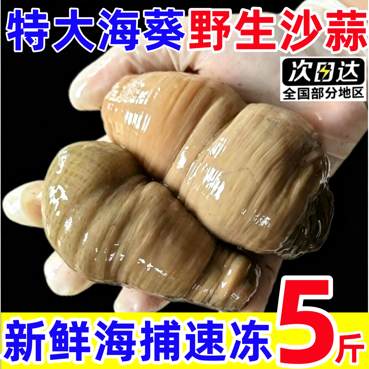 海葵鲜活速冻海腚根新鲜海鲜沙蒜图片
