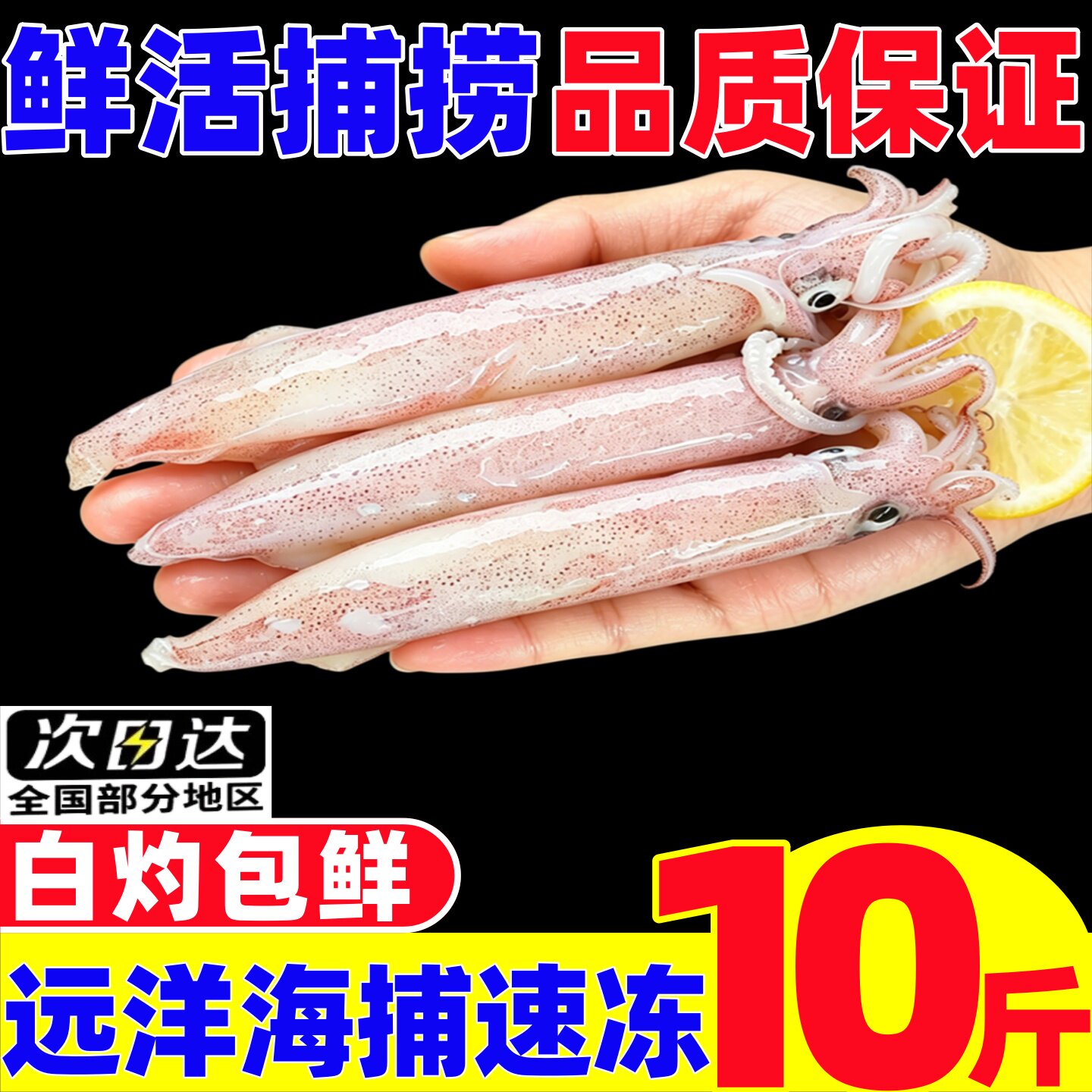 小管鱿鱼生鲜新鲜白灼级鲜活大管笔管鱼乌贼海兔子鱿鱼仔海鲜水产 - 实物图