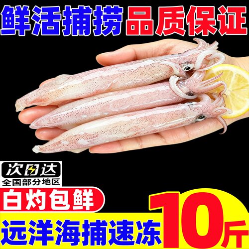 连云港新鲜白灼级大管鱿鱼