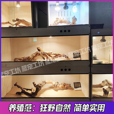 霸王藤木爬宠造景木鬃狮蜥蜴晒台豹纹睫角守宫爬虫箱装饰枯木树枝