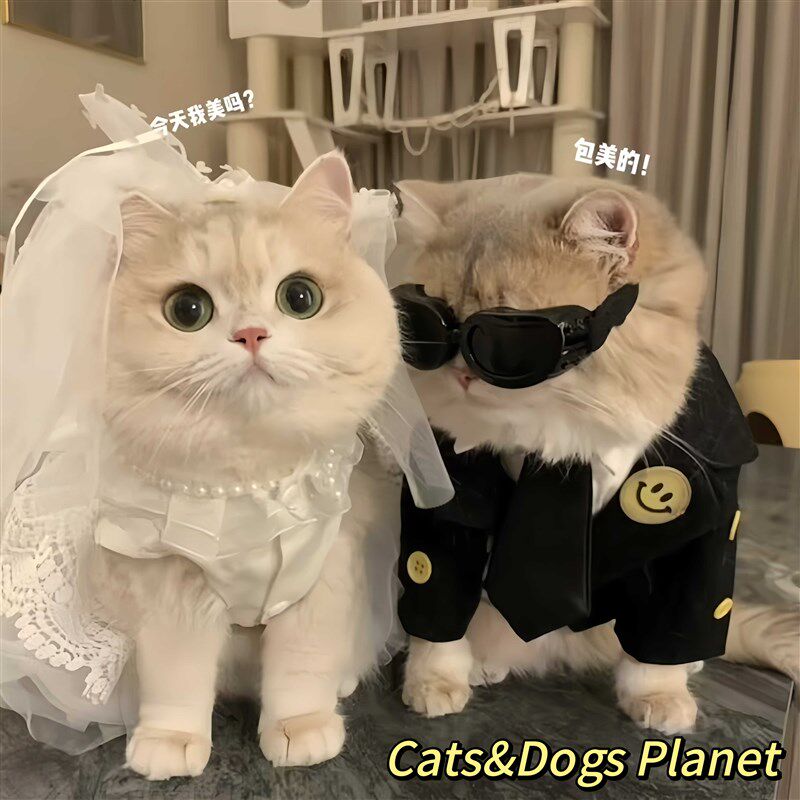猫咪婚纱宠物礼服公主裙衣服套装狗狗通用新娘头纱婚礼仙女裙饰品